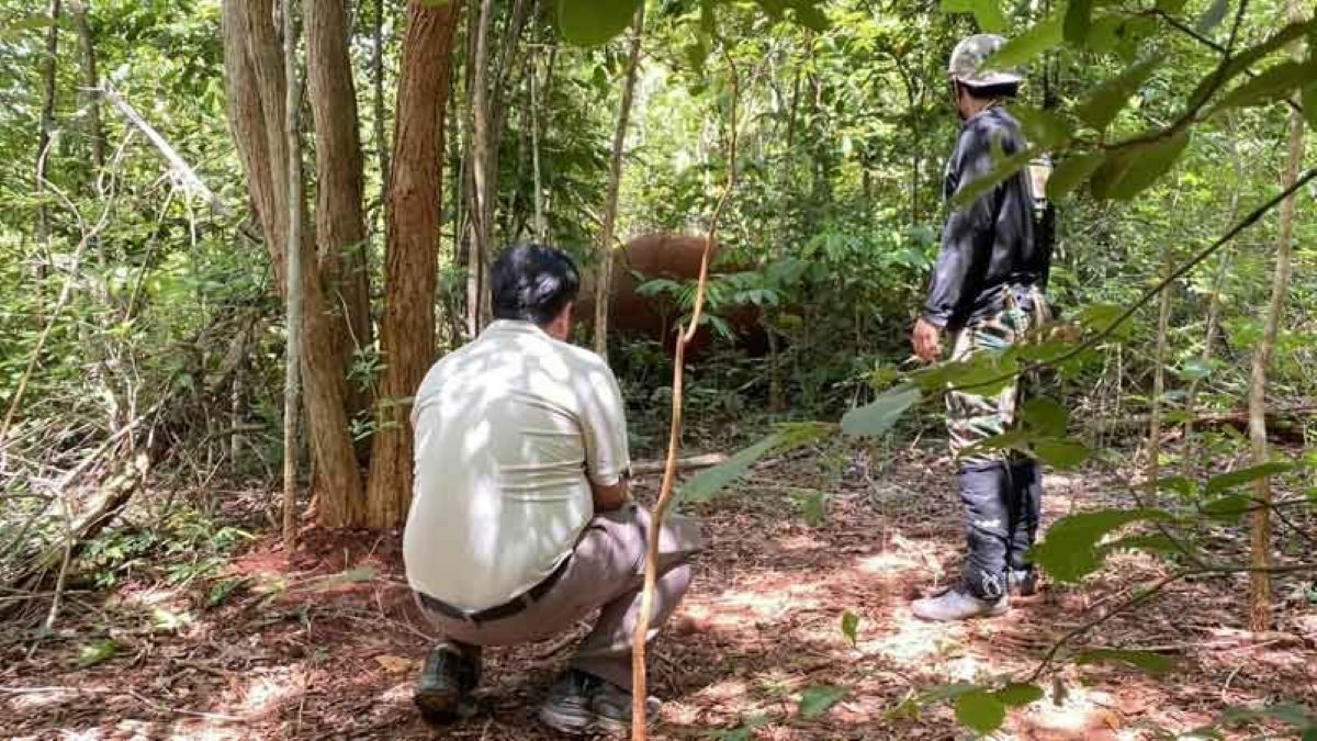 Wildlife officials to prosecute shooter of injured Khao Yai elephant
