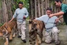 Phuket tiger park denies attack claims, blames false reports