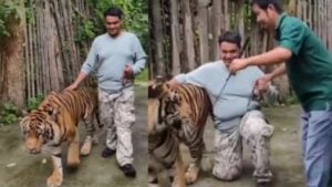 Phuket tiger park denies attack claims, blames false reports