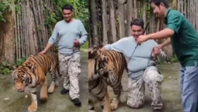 Phuket tiger park denies attack claims, blames false reports