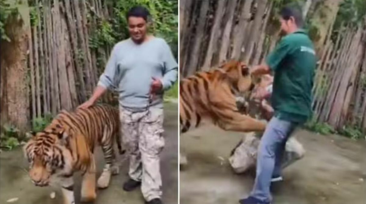 Phuket tiger park denies attack claims, blames false reports | News by Thaiger