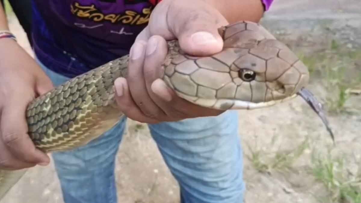 Giant king cobra invades Trang home, sparks lottery frenzy (video) | News by Thaiger
