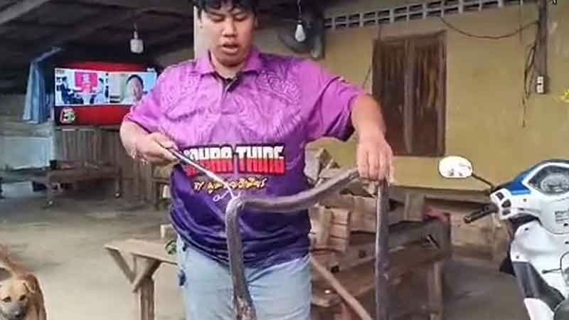 Giant king cobra invades Trang home, sparks lottery frenzy (video) | News by Thaiger