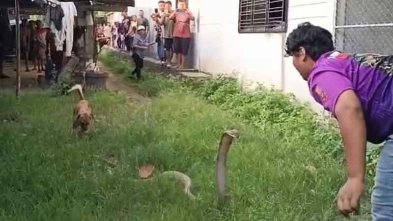 Giant king cobra invades Trang home, sparks lottery frenzy (video) | News by Thaiger