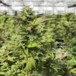 Thailand&#8217;s cannabis recriminalisation: What&#8217;s the damage? | Thaiger