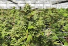 Thailand’s cannabis recriminalisation: What’s the damage?