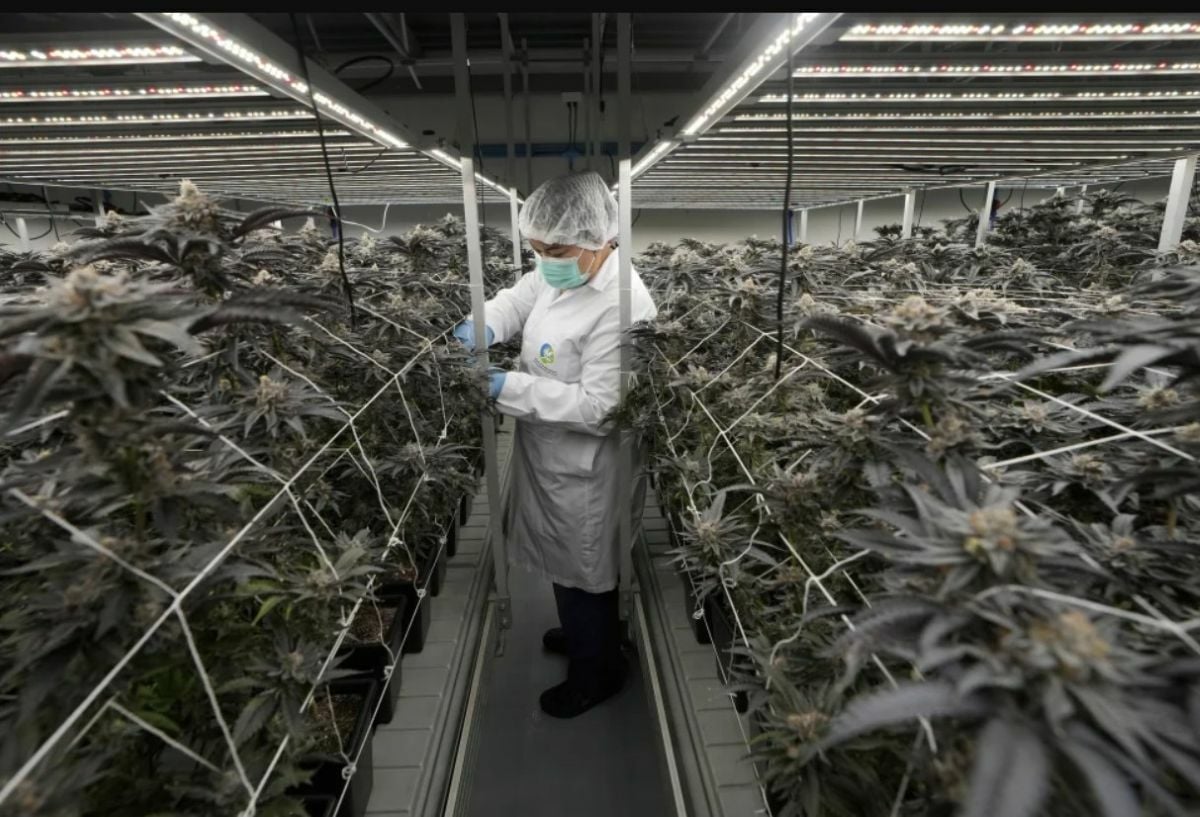 Thailand cannabis farm