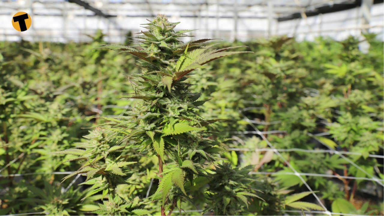 Thailand’s cannabis recriminalisation: What’s the damage?
