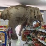 Wild elephant causes chaos in Thai shop, damages shelves | Thaiger