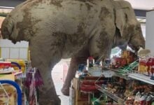 Wild elephant causes chaos in Thai shop, damages shelves