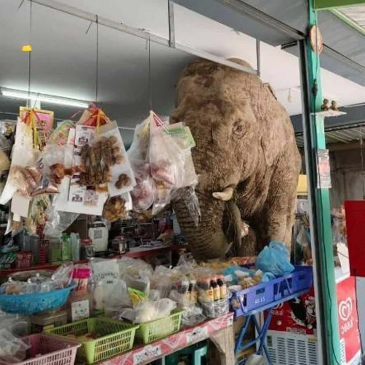 Wild elephant causes chaos in Thai shop, damages shelves | News by Thaiger
