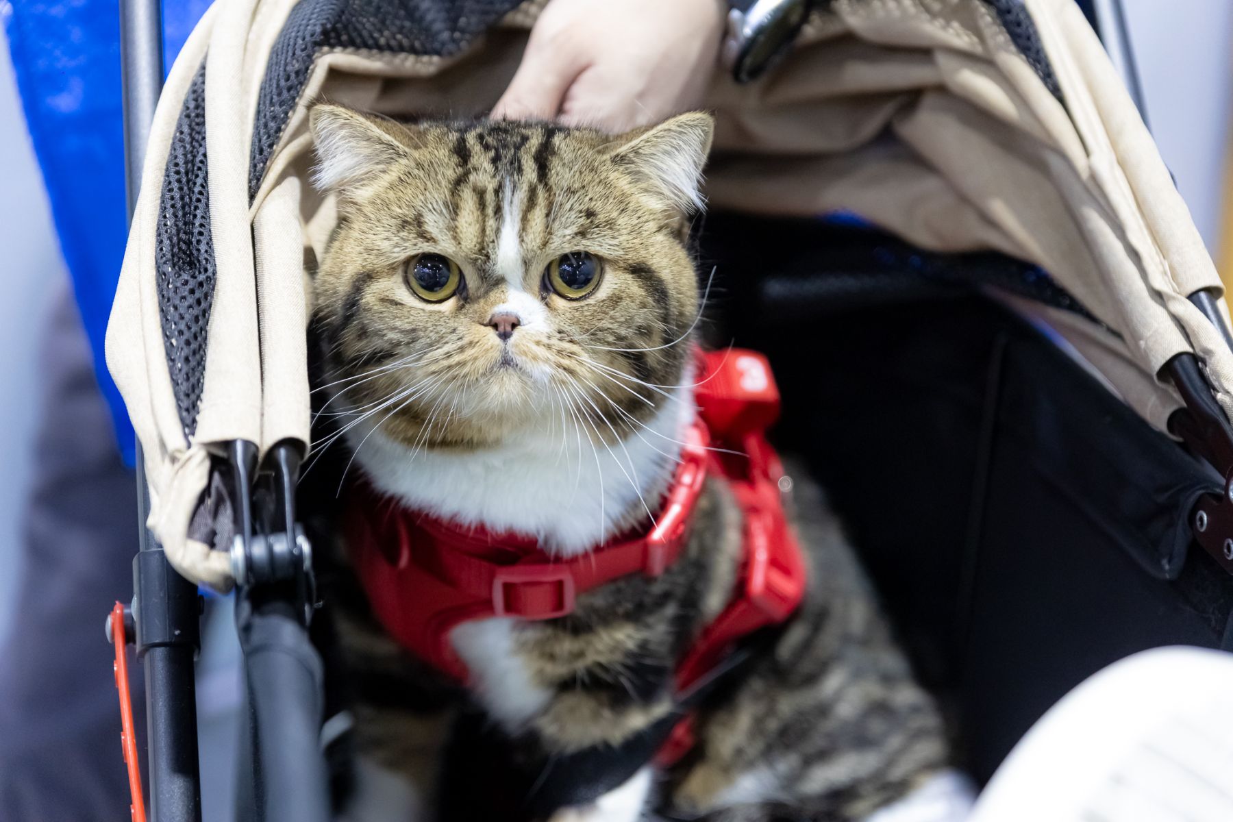 Pet paradise unleashed at Bangkok’s epic expo | News by Thaiger