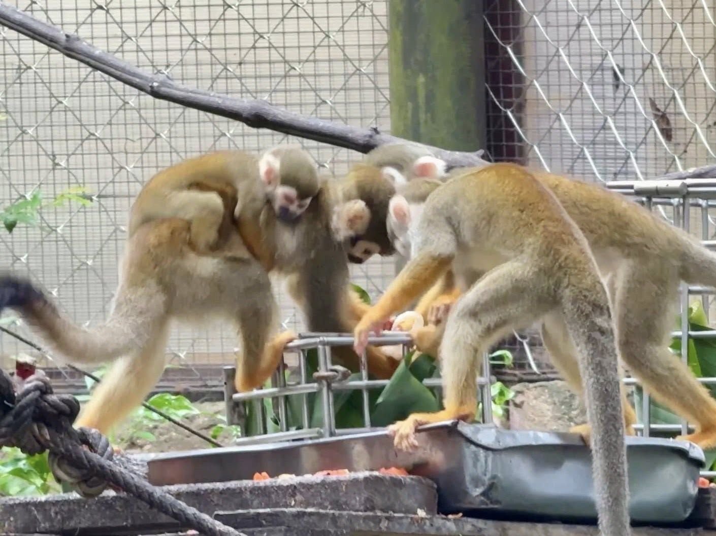 Baby monkey boom delights visitors at Chon Buri zoo | News by Thaiger