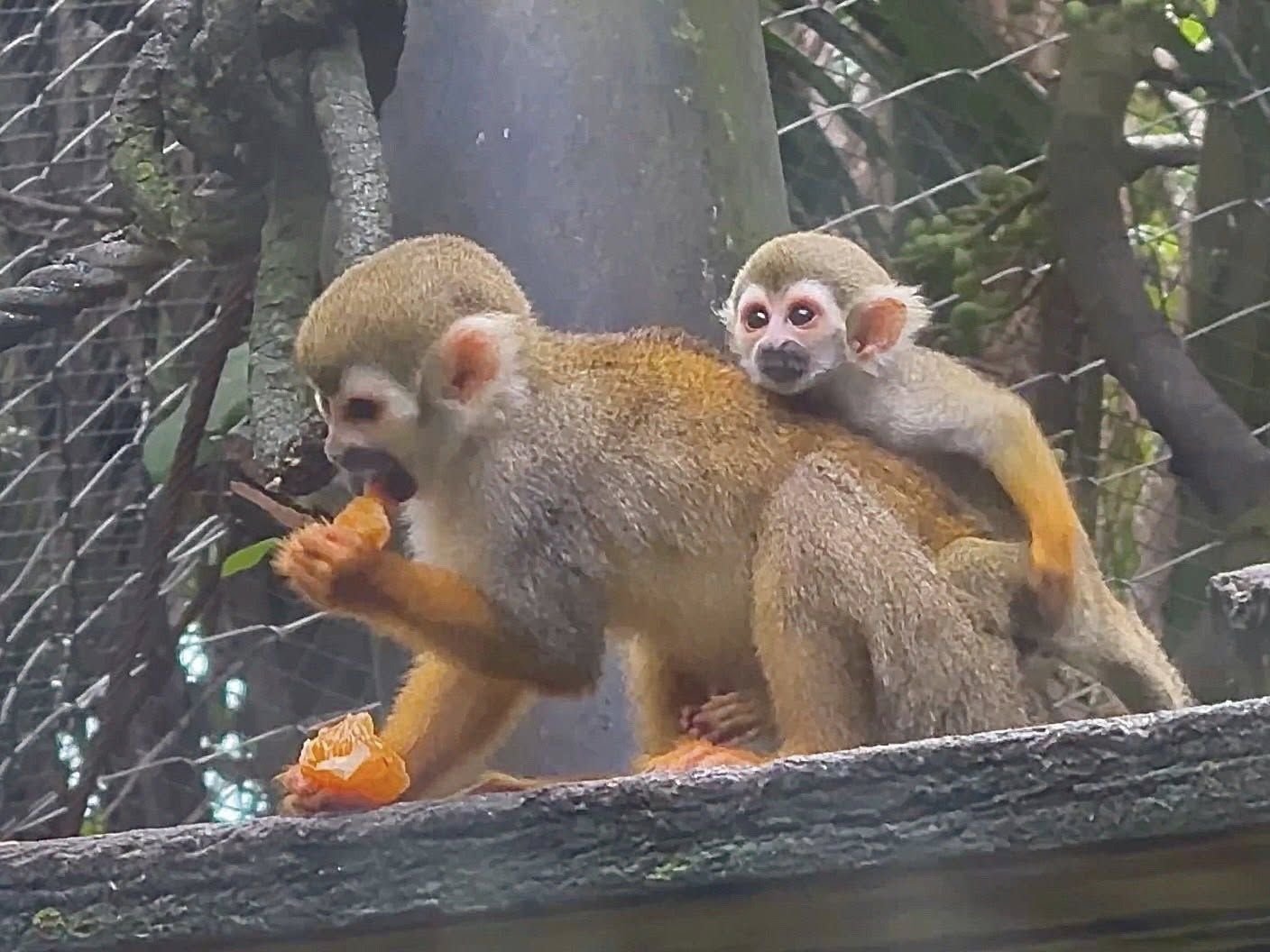 Baby monkey boom delights visitors at Chon Buri zoo | News by Thaiger