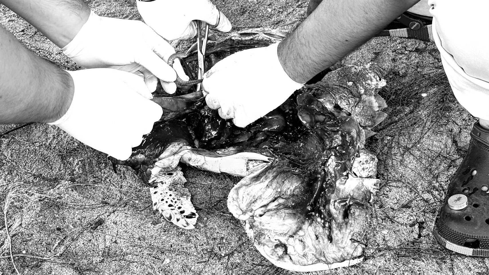 Dead sea turtle found on Phang Nga beach sparks pollution fears | News by Thaiger