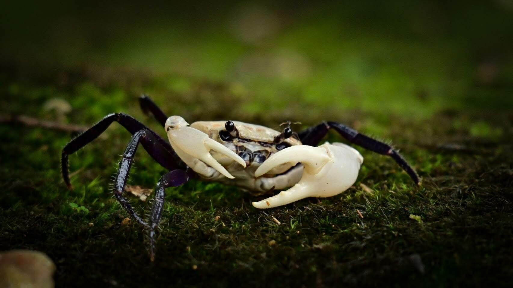 Nature’s surprise: Rare panda crab spotted in Thai national park | News by Thaiger