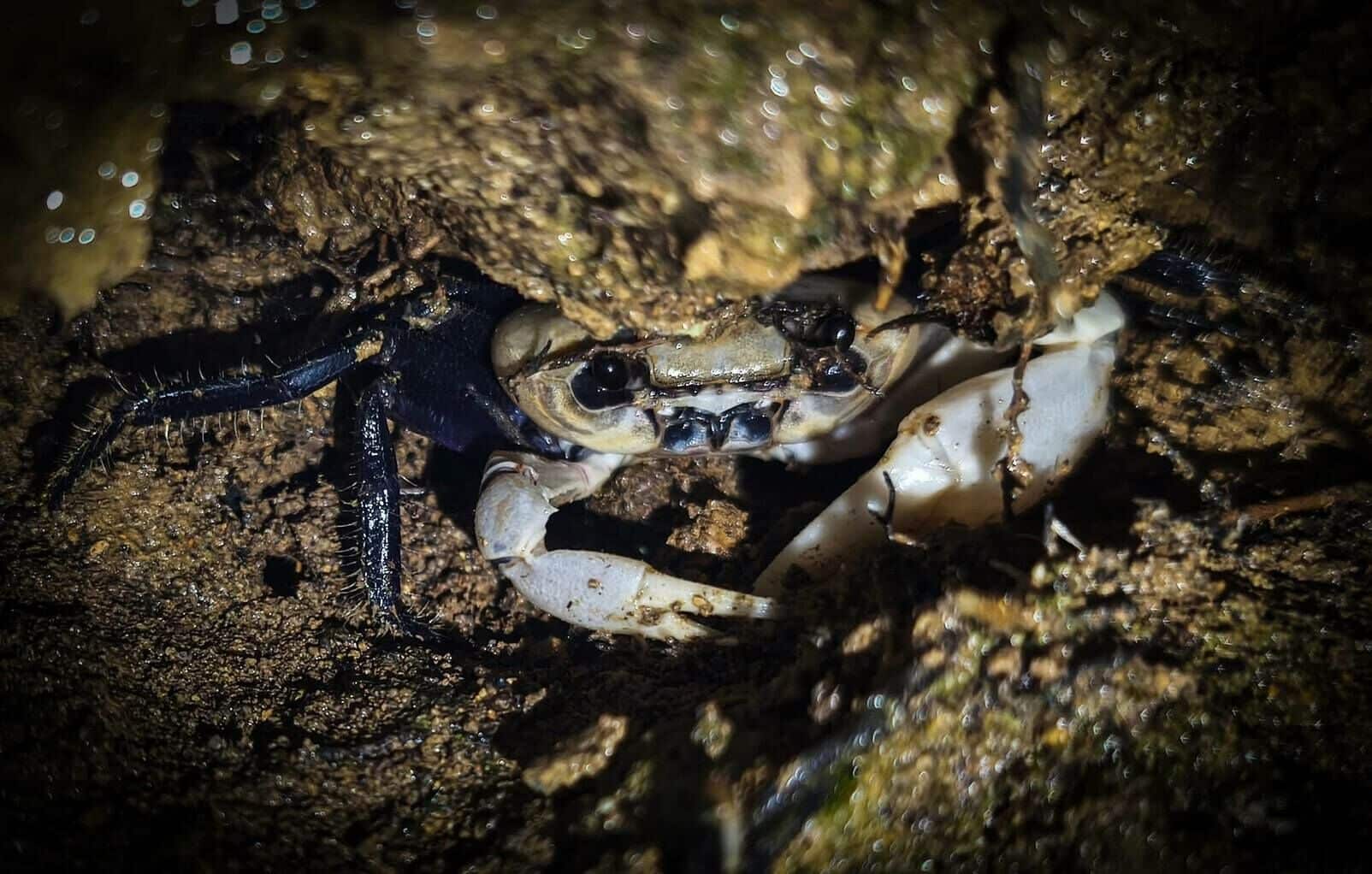 Nature’s surprise: Rare panda crab spotted in Thai national park | News by Thaiger