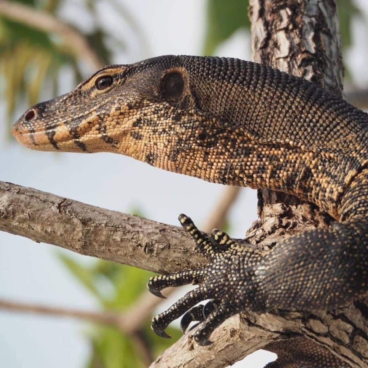 Thailand to sell water monitor lizards for breeding at 500 baht each | News by Thaiger