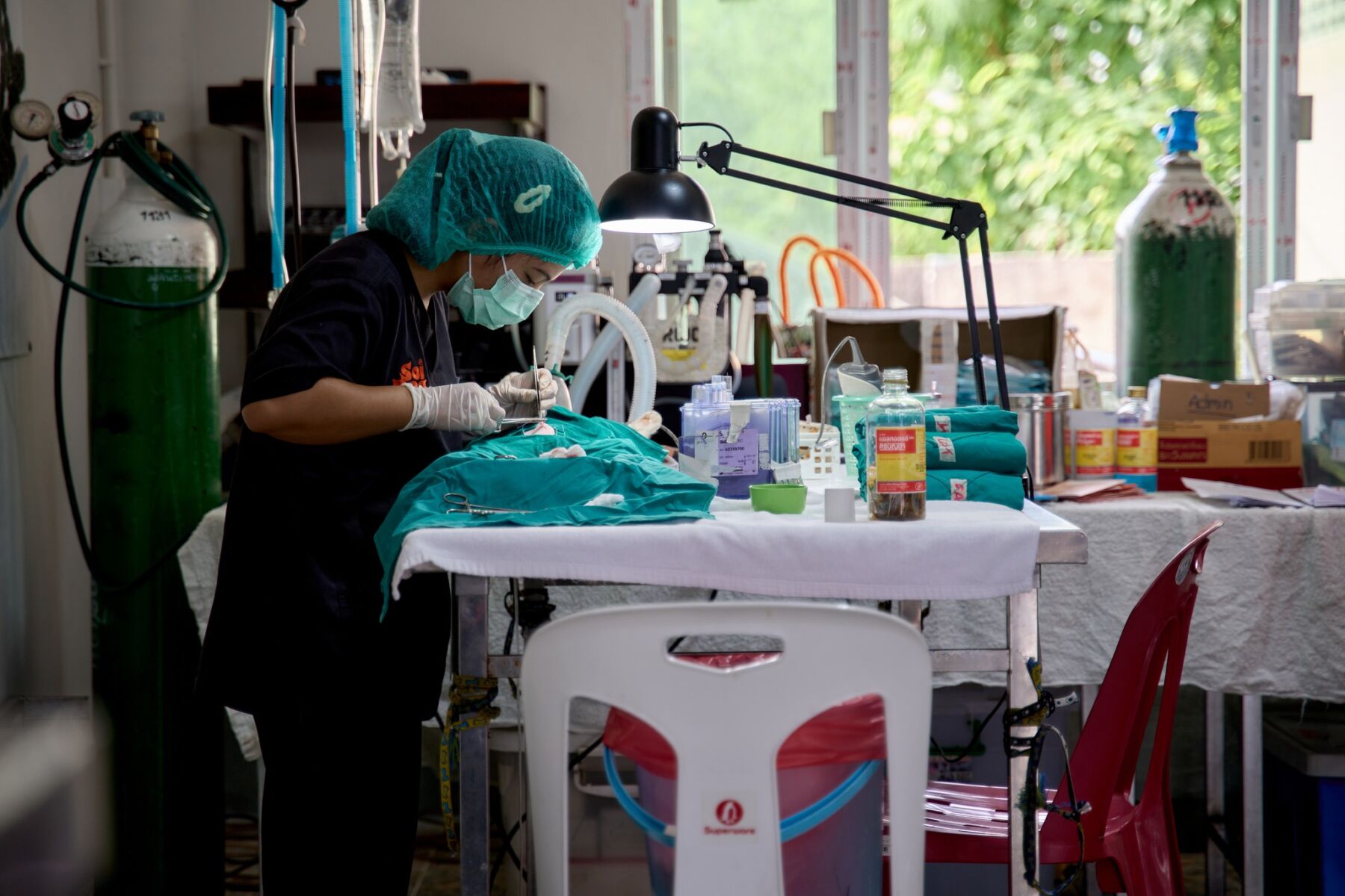 Phuket declared nearly rabies-free thanks to Soi Dog | News by Thaiger
