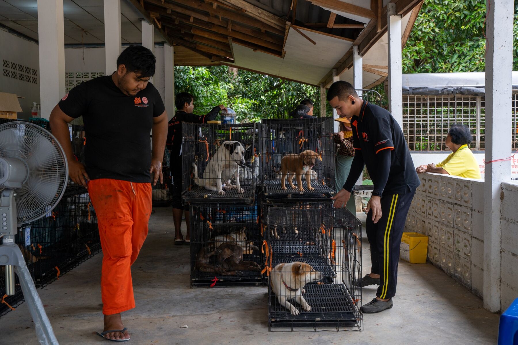Phuket declared nearly rabies-free thanks to Soi Dog | News by Thaiger