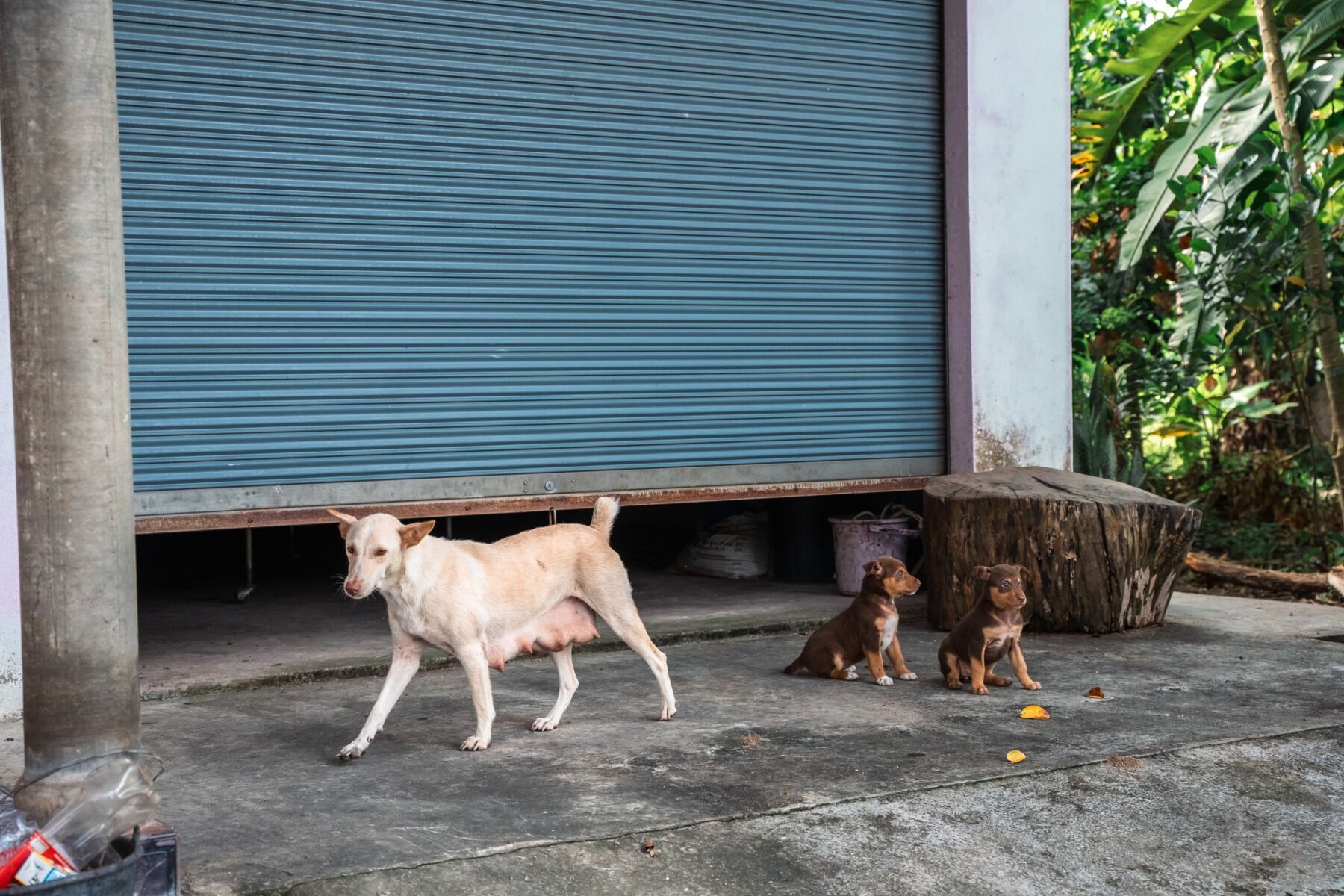 Phuket declared nearly rabies-free thanks to Soi Dog | News by Thaiger
