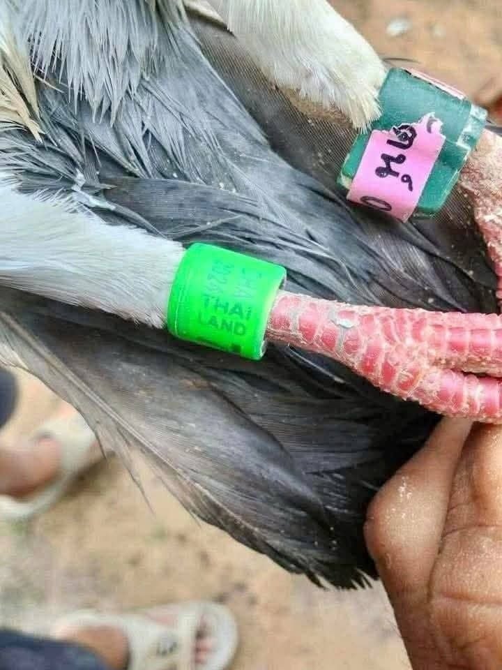 Cambodia 'catches' Thai spy pigeon, Thais in stitches | News by Thaiger