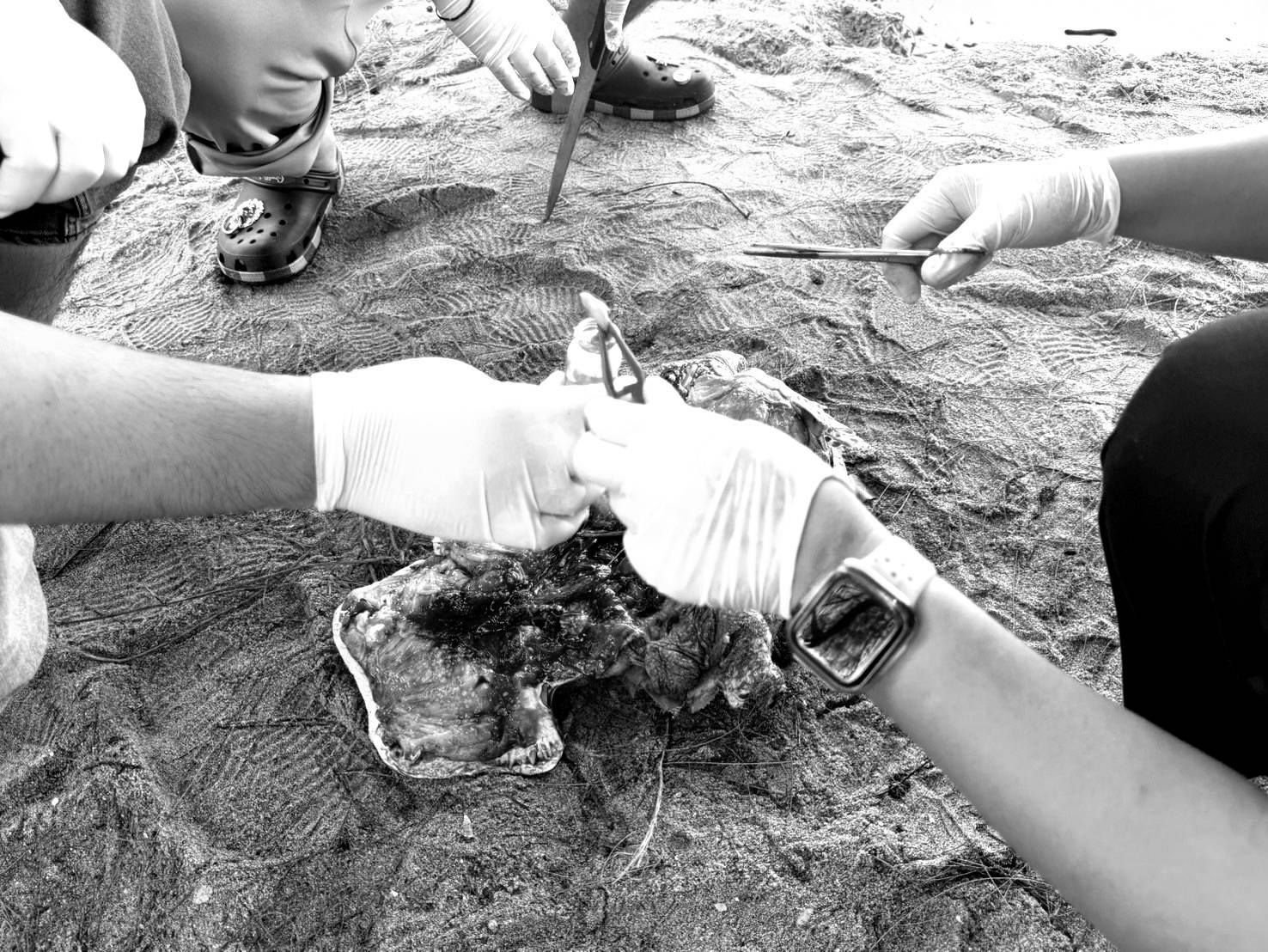 Dead sea turtle found on Phang Nga beach sparks pollution fears | News by Thaiger