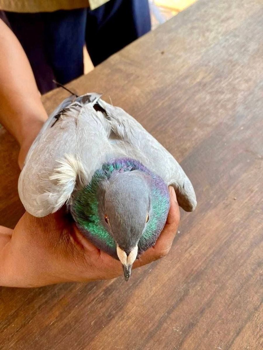 Cambodia 'catches' Thai spy pigeon, Thais in stitches | News by Thaiger