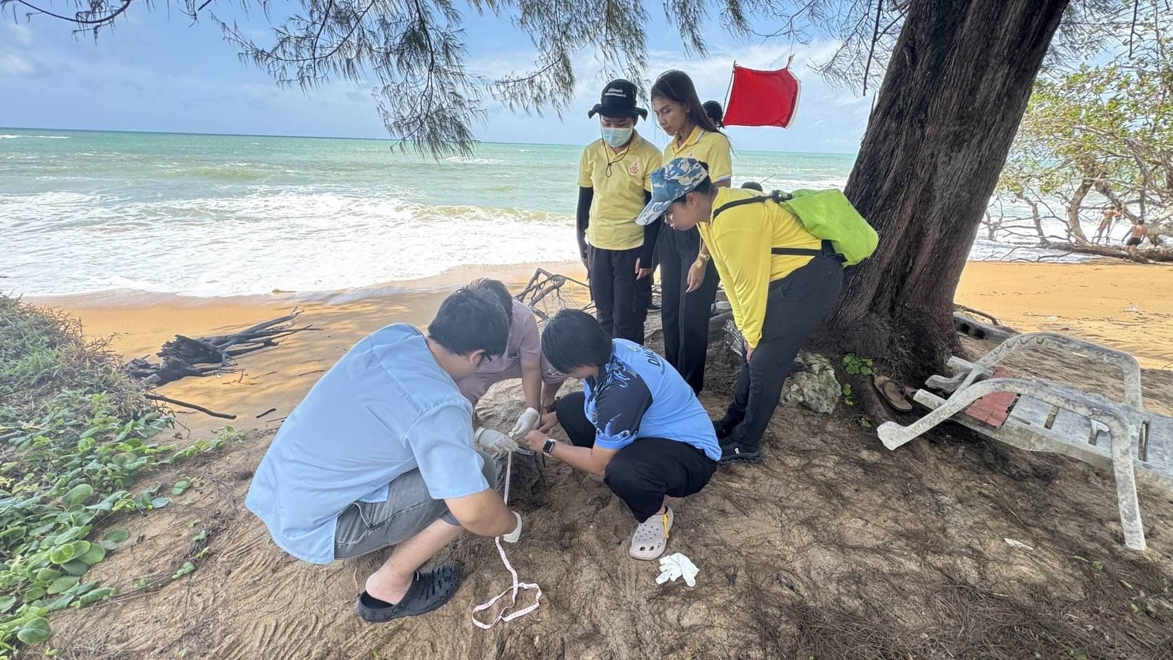 Dead sea turtle found on Phang Nga beach sparks pollution fears | News by Thaiger