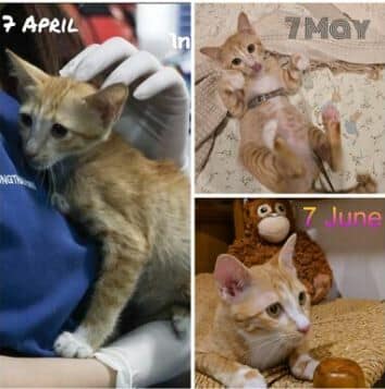Miracle orange cat rises after Bangkok building collapse | News by Thaiger