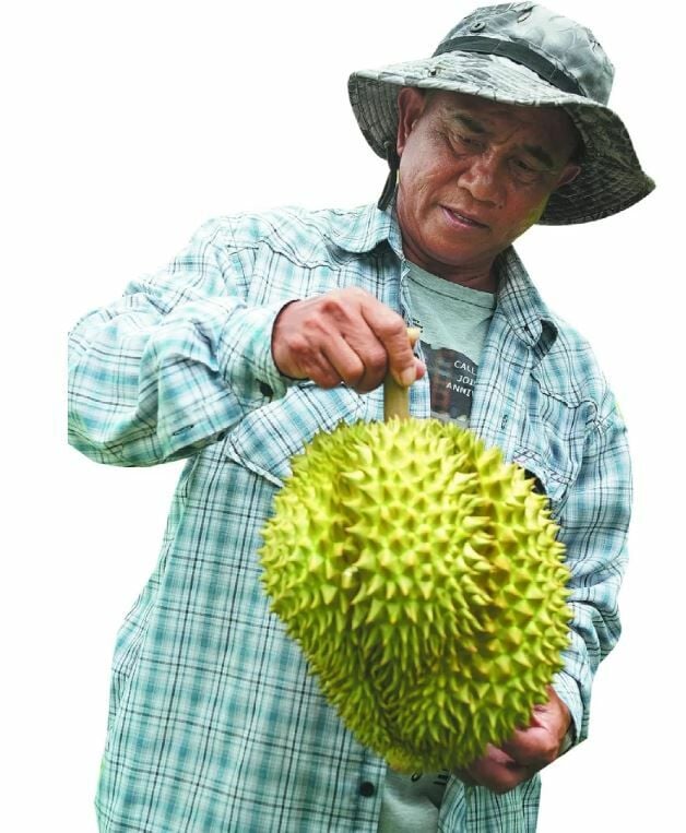 China’s durian craze drives Thailand’s tech farming boom | News by Thaiger
