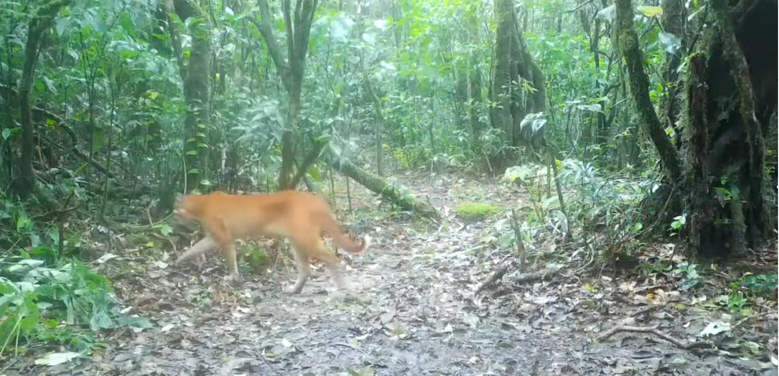 Rare Asiatic golden cat filmed in South Thailand national park (video) | News by Thaiger