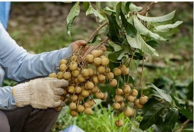 Sweet crisis: Thailand races to rescue record longan harvest | News by Thaiger