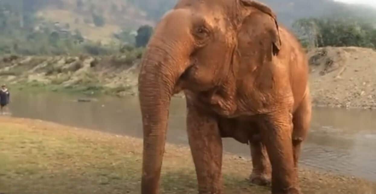 Thailand’s blind elephant becomes loving sanctuary grandma (video) | News by Thaiger