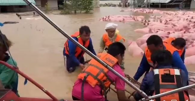 Flooded Chiang Rai farm sparks dramatic pig rescue (video) | News by Thaiger