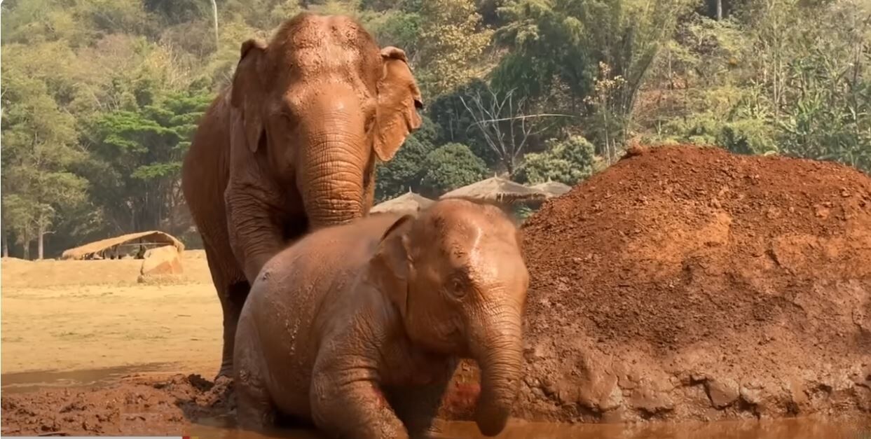 Thailand’s blind elephant becomes loving sanctuary grandma (video) | News by Thaiger