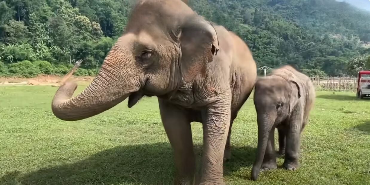 Thailand’s blind elephant becomes loving sanctuary grandma (video) | News by Thaiger