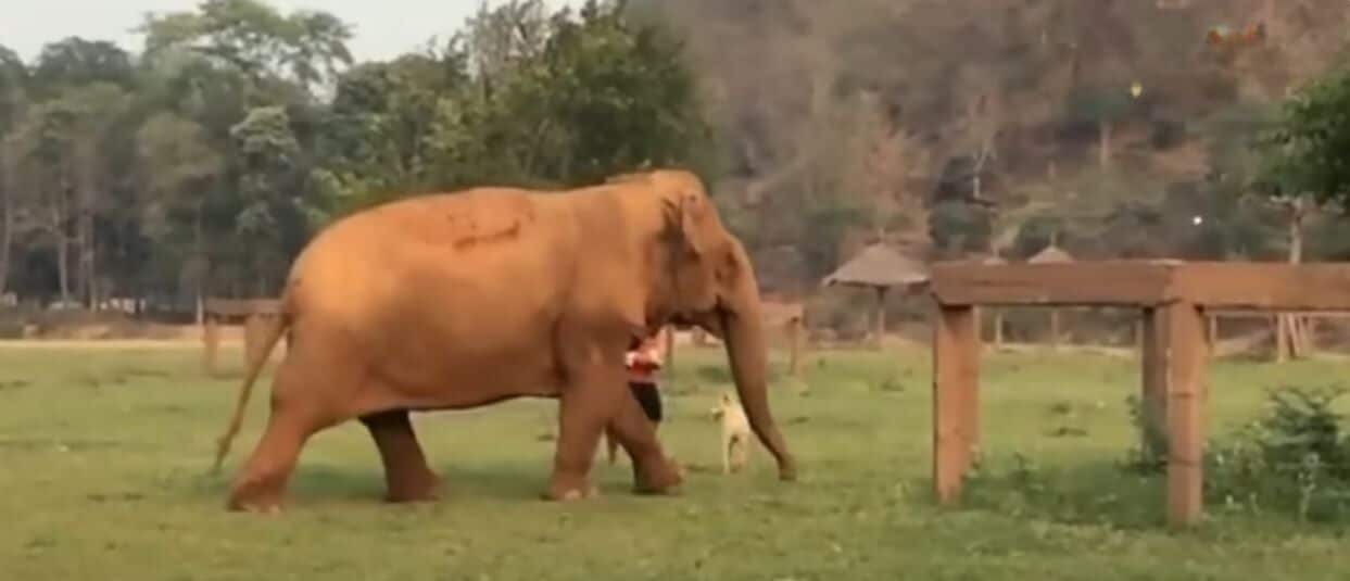 Thailand’s blind elephant becomes loving sanctuary grandma (video) | News by Thaiger