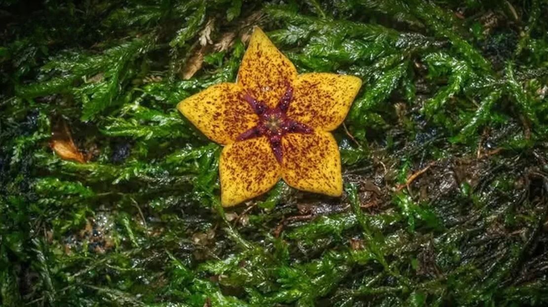 Long-lost ‘Forest sea star’ plant stuns scientists in Thailand | News by Thaiger