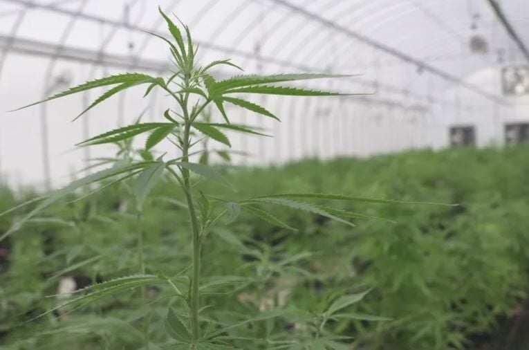 Thai shops face jail over illegal cannabis sweets | News by Thaiger