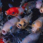 Thailand boosts ornamental fish exports with new strategies and logistics | Thaiger