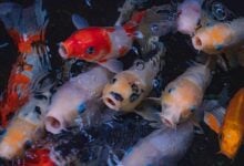 Thailand boosts ornamental fish exports with new strategies and logistics
