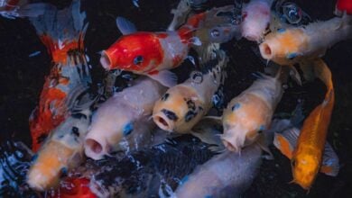 Thailand boosts ornamental fish exports with new strategies and logistics
