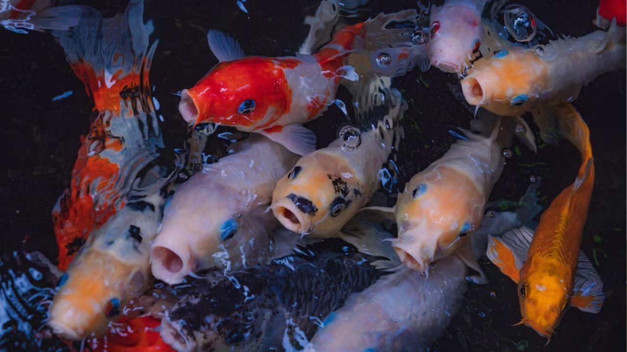 Thailand boosts ornamental fish exports with new strategies and logistics