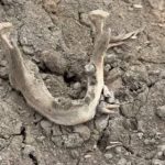 Mystery as human skull found in Samut Songkhram coconut grove | Thaiger