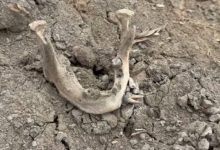 Mystery as human skull found in Samut Songkhram coconut grove | Thaiger