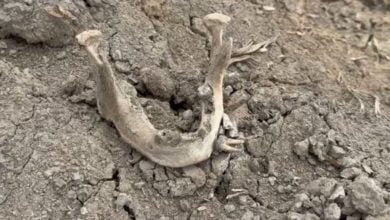 Mystery as human skull found in Samut Songkhram coconut grove | Thaiger