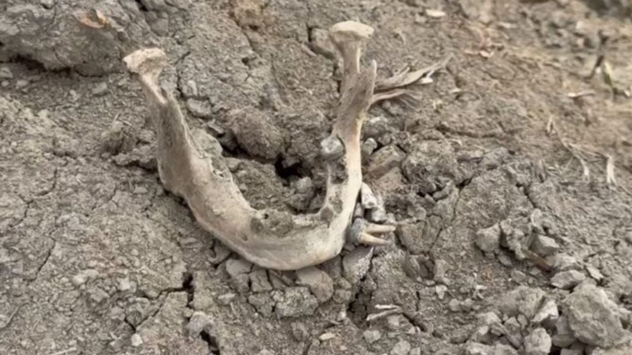Mystery as human skull found in Samut Songkhram coconut grove | Thaiger