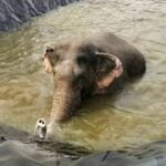 Elephant rescued from reservoir in Chumphon&#8217;s Phato district | Thaiger