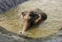 Elephant rescued from reservoir in Chumphon’s Phato district